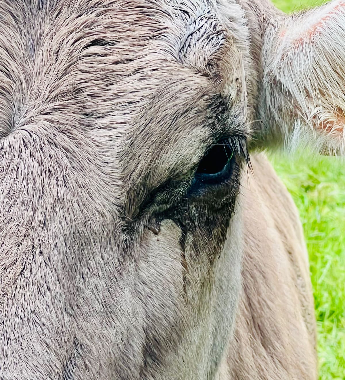 La vache qui pleure